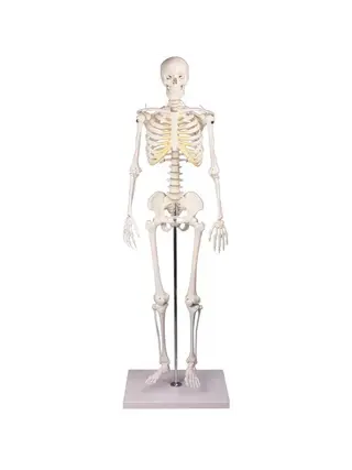 Miniatyr skelettmodell, 80 cm – SweHealth