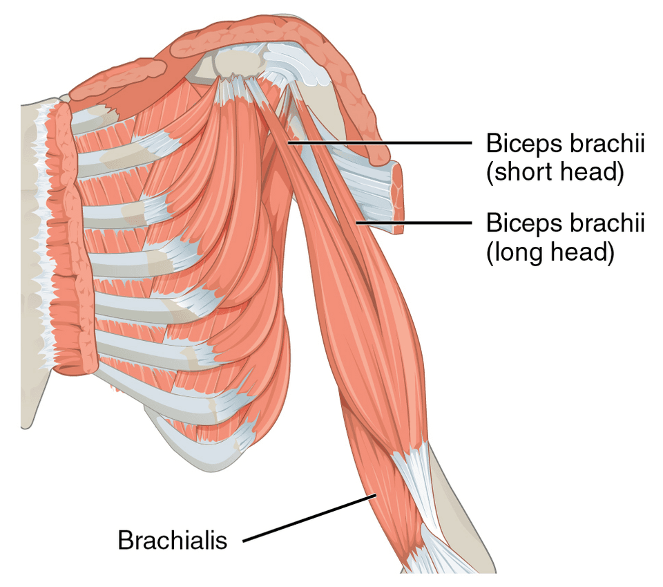 Illustration av bicepsmuskeln