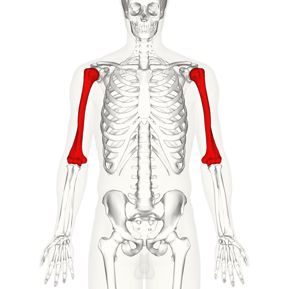 Illustration av överarmsbenet (humerus)