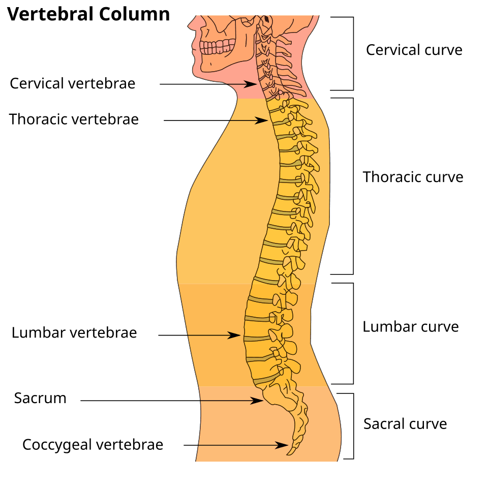 Illustration av ryggraden (columna vertebralis)
