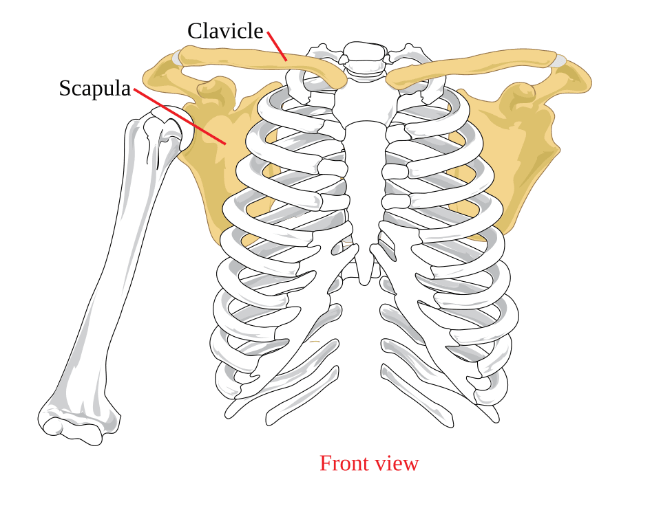 Illustration av skulderbladet (scapula)