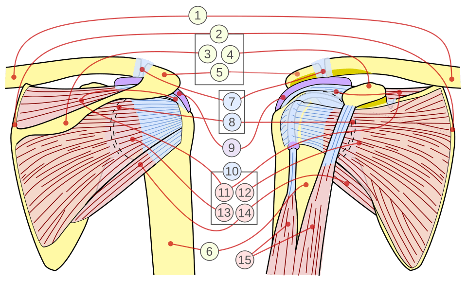 Illustration av rotatorkuffen