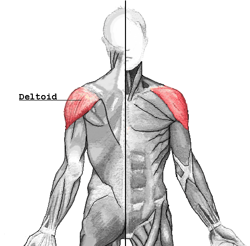 Illustration av deltamuskeln
