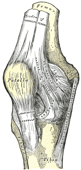 Illustration av patellarsenan