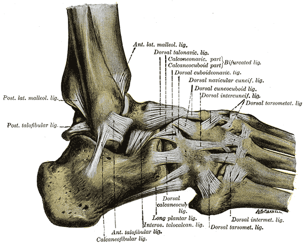Illustration av fotledens ligament