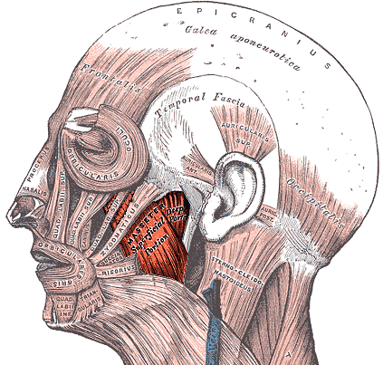 Illustration av tuggmuskeln (masseter)