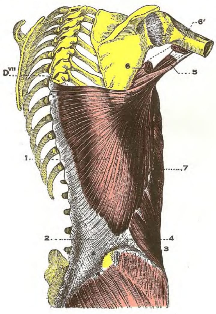 Illustration av stora ryggmuskeln