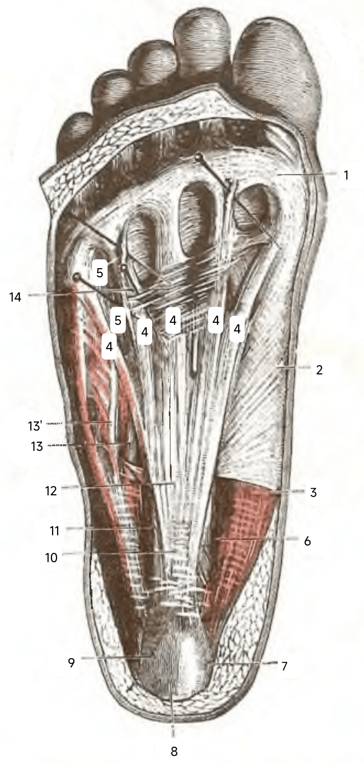 Illustration av plantarfascian