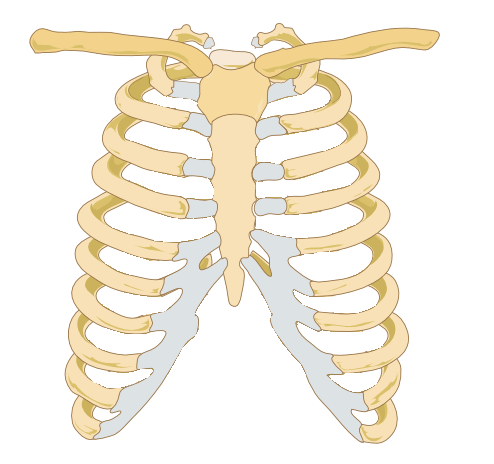 Illustration av bröstkorgen och revbenen